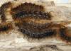 Lymantria dispar